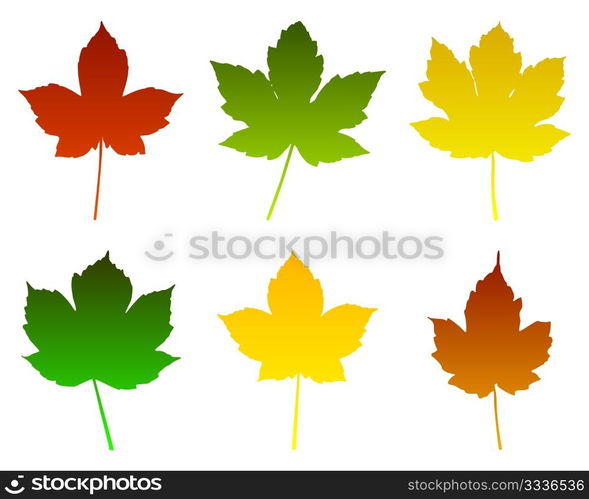 Maple leaves