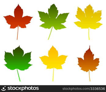 Maple leaves