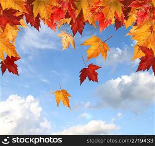Maple leaves against a blue sky