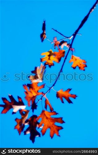 Maple leaves against sky