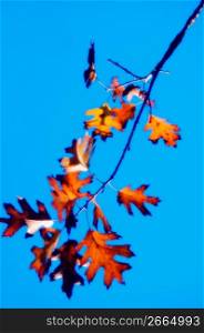 Maple leaves against sky