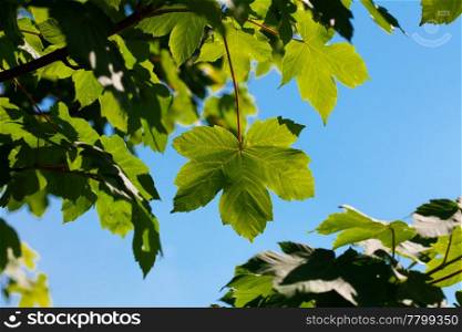 maple leaves against the blue sky