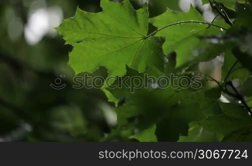 Maple leaves and raindrops.