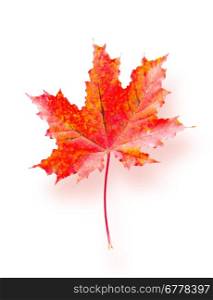 Maple leaves and shadow on white background