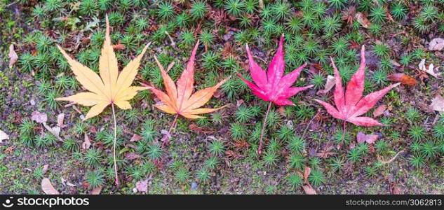 maple leaves arrange on green background, yellow, orange, red and brown color. Colorful falling foliage in the garden, natural banner for Autumn season, seasonal change, different and transition