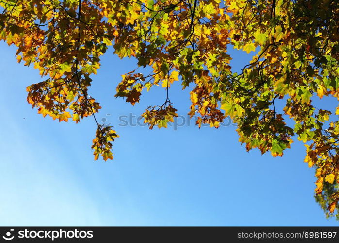 maple leaves, autumnal frame, golden autumn