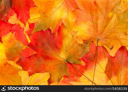 Maple leaves background close up