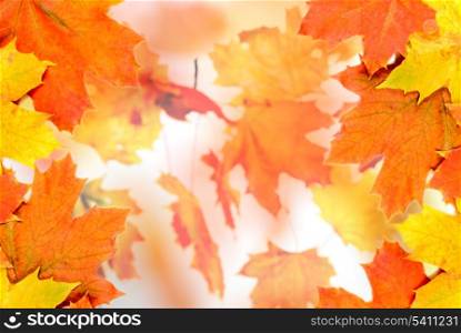 Maple leaves background close up