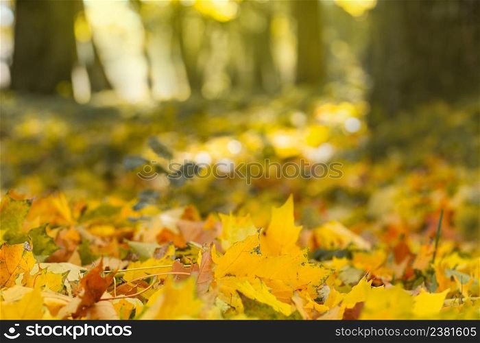 Maple leaves background. Colorful backround of fallen autumn acer leaves.