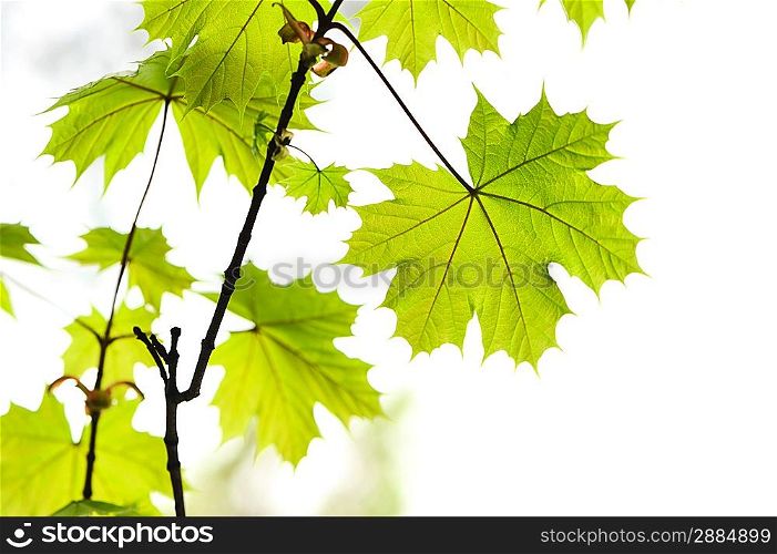 Maple leaves background in sunlight