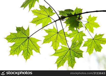 Maple leaves background in sunlight