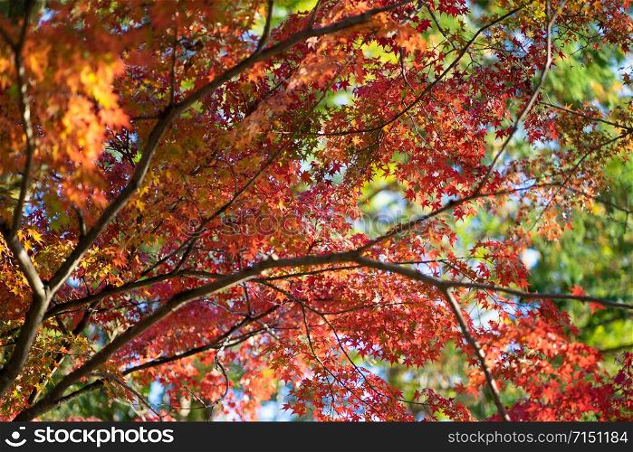 Maple leaves change color. From green to yellow until it reaches red in the park. The city of Kyoto has a light through the sun through the shadow.