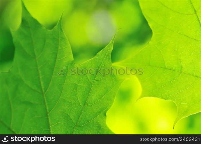Maple leaves. Green maple leaves in a sunlight