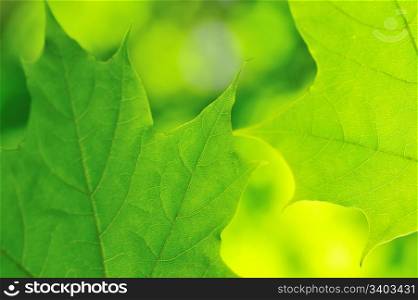 Maple leaves. Green maple leaves in a sunlight