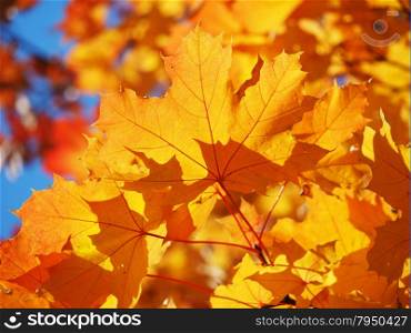 maple leaves in autumn
