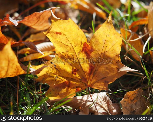 maple leaves in autumn