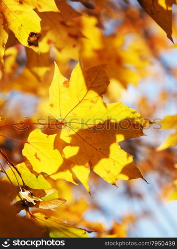 maple leaves in autumn