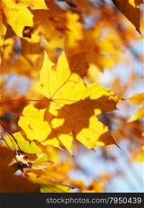 maple leaves in autumn