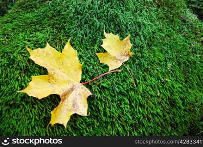 Maple leaves in autumn colours at a mossy background