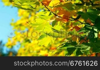 maple leaves in autumn forest