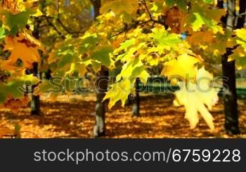 maple leaves in autumn park