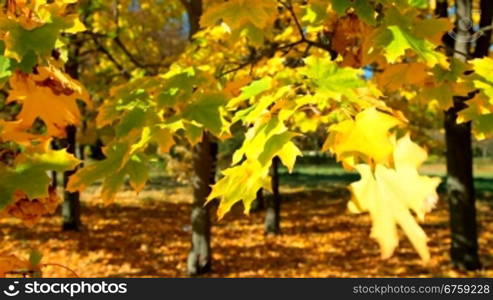 maple leaves in autumn park