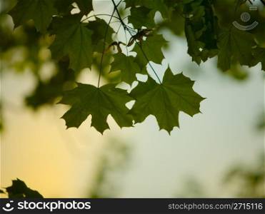 Maple leaves in low light at dawn, colorful sky in the background