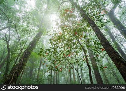 Maple leaves in Tropical Rainforest Landscape foggy weather at Phuhinrongkla National Park Nakhon Thai District in Phitsanulok, Thailand,Red Maple trees.