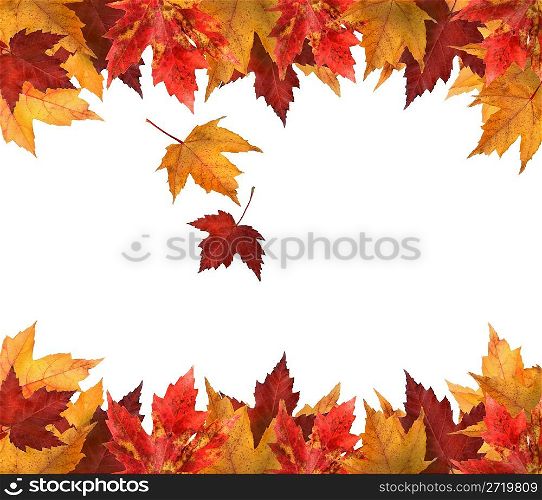 Maple leaves isolated on white