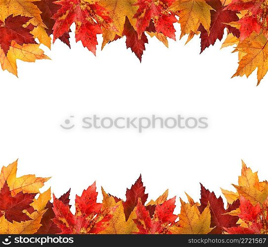 Maple leaves isolated on white