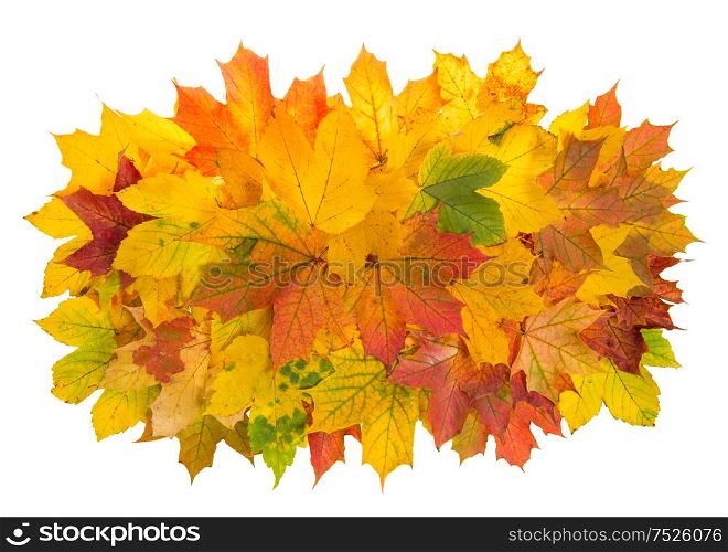 Maple leaves isolated on white background. Autumn red yellow arrangement