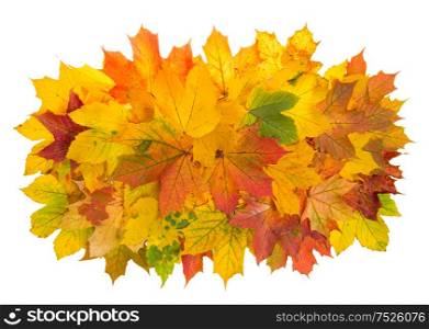 Maple leaves isolated on white background. Autumn red yellow arrangement