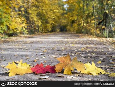 Maple leaves lie in the foreground on a forest road. Maple leaves lie in the foreground on a forest road.
