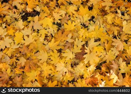 maple leaves lying on a ground autumn background