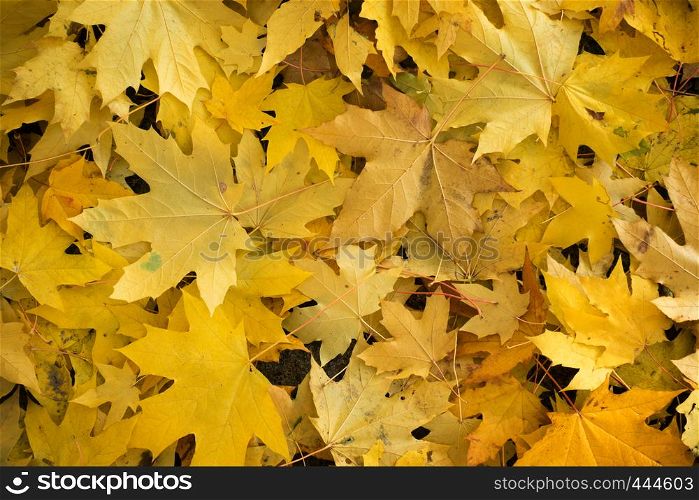 maple leaves lying on a ground autumn background