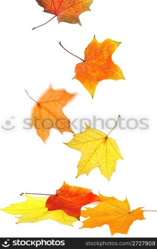 Maple leaves on a white background