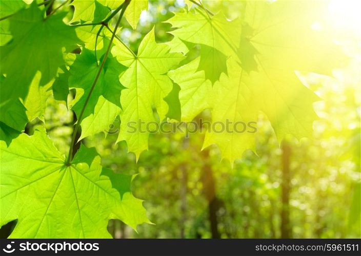 Maple leaves on spring floral background