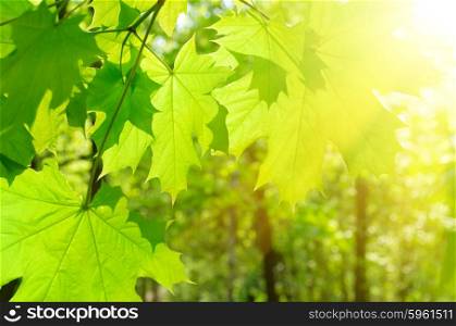 Maple leaves on spring floral background