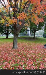 Maple leaves on the grass