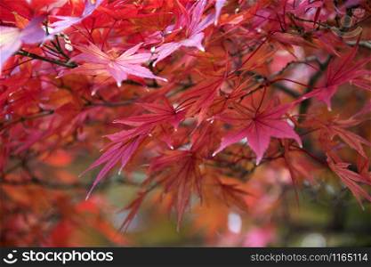 Maple leaves on tree with sunlight in autumn season in Japan