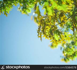 Maple leaves over blue sky background