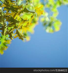 Maple leaves over blue sky background