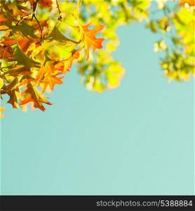 Maple leaves over green background