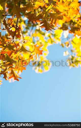 Maple leaves over the blue sky as background