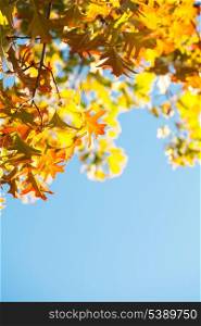 Maple leaves over the blue sky as background
