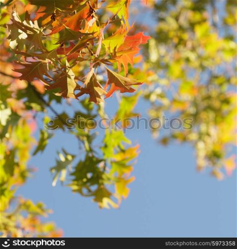 Maple leaves over the blue sky as background. Maple leaves over the blue sky