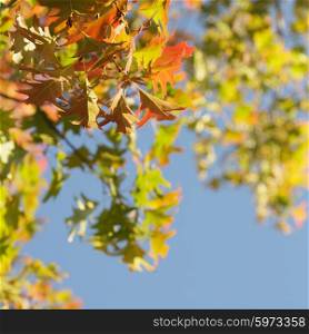 Maple leaves over the blue sky as background. Maple leaves over the blue sky