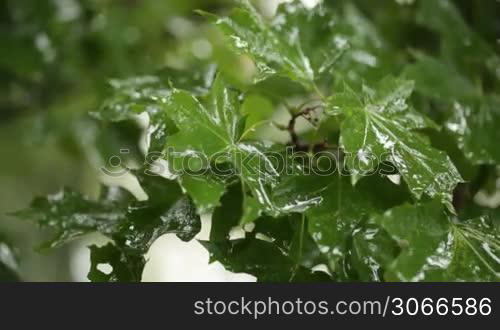 Maple leaves. Rain. Shallow dof.