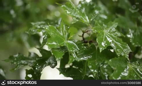 Maple leaves. Rain. Shallow dof.