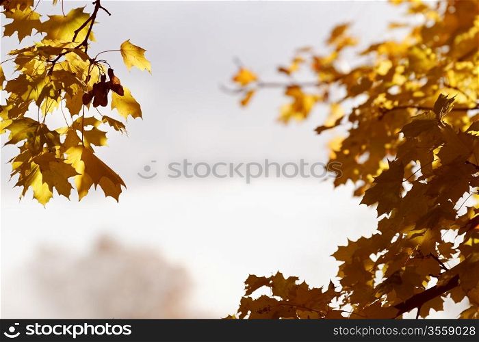Maple leaves showing their autumn colours against a backlit misty sky in Fall